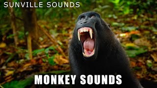 Monkey Sounds  Wilder Sounds Of Nature  Peters World Animal Sounds [upl. by Elehcar]