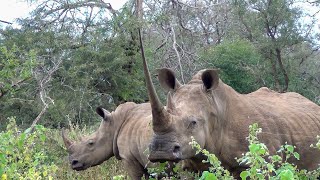 A White Rhino with an Extraordinary Horn [upl. by Airla]