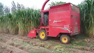 4QZ2100 napier silage forage harvester king grass cutter machine [upl. by Rushing]