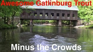 Awesome Trout Fishing Minutes from Gatlinburg Without the Crowds [upl. by Edvard]