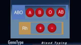 The GenoType Diet Determining Blood Type [upl. by Legge]