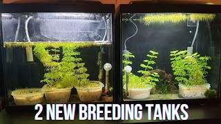 Two New Breeding Tanks [upl. by Norreht210]