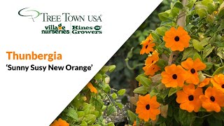 PLANT SPOTLIGHT  Thunbergia Sunny Susy New Orange [upl. by Chlores]