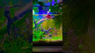 How To Pick The Best Substrate For Planted Aquariums [upl. by Lubbock]