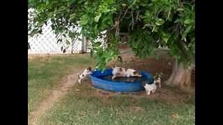 Jack Russell puppies playing in the yard 11112 [upl. by Wistrup]