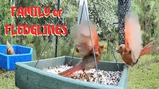 Family of Redbird Fledglings as a Squirrel Sneaks Up Wildlife Live TV Bird Feeder Cam BIRDING CatTV [upl. by Sander676]