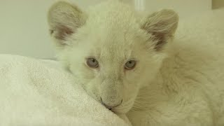 Les lionceaux blancs du zoo d’Amnéville  Météo à la carte [upl. by Weight]