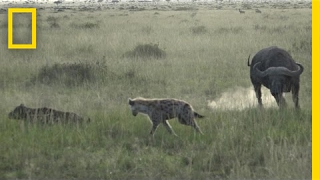 Watch Buffalo Herd Charges Hyenas to Defend Calf  National Geographic [upl. by Mcarthur]