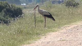 cigogne et couleuvre [upl. by Imotas]