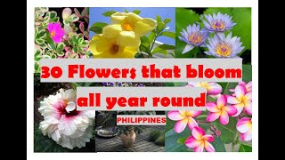 30 Flowers that bloom all year round [upl. by Landbert]