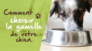 Comment choisir la gamelle de votre chien [upl. by Rinum]