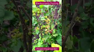 Blackcurrants FruitingSE5Project Food Garden [upl. by Anaihsat]