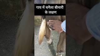 Treatment of mycoplasma mastitis in cow amp buffalo treatment of summer mastitis treatment of neecr [upl. by Nnayar]