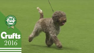 Best of Breed  Lagotto Romagnolo  Crufts 2016 [upl. by Thadeus]