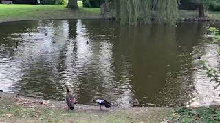 Nilgänse im Schlosspark Biebrich am 06102024 [upl. by Acinnod259]