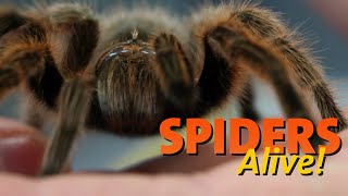 Spiders Alive  Spider Facts 101 [upl. by Toomay]