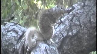 Ground Squirrel sounding off [upl. by Rollin704]