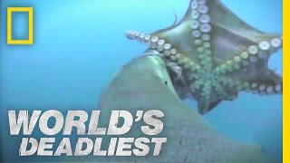 Sea Lion vs Octopus  Worlds Deadliest [upl. by Norbel]