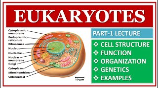 EUKARYOTES  PART1  EUKARYOTIC CELL STRUCTURE  FUNCTION  ORGANIZATION  ORGANELLES [upl. by Jami426]