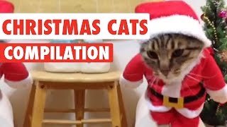 Christmas Cats Video Compilation 2016 [upl. by Selyn]