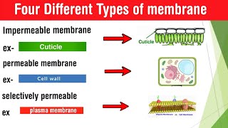 Types of membrane  semipermeable selectively permeable permeable impermeable membrane in Hindi [upl. by Sharia223]