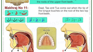 Makhraj No 1117  Makhraj of Taa Daal and Tua  Articulation Points of Arabic Alphabet Letters [upl. by Derrick140]