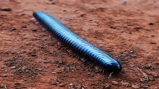 Black Giant Millipede  Disgusting Things [upl. by Nosrak]