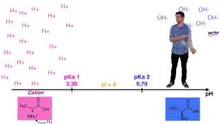 UE14 Ionisation des acides aminés [upl. by Elnukeda]