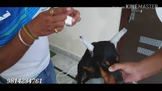 Doberman Ear Posting  Ear Cropping  SCOOBERS [upl. by Calica]