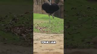 Burung Unta Bisa berlari Lebih Cepat Dari Pada Kuda🏃😱 faktaunik shortsfeed short [upl. by Lenad266]