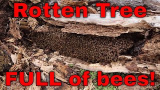 🔵Honey Bee rescue from fallen tree  removal and relocation [upl. by Belac619]