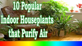 Best Indoor Plants  10 Popular Indoor Houseplants that Purify Air [upl. by Uv]