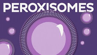 Peroxisomes structure and function [upl. by Nekal]