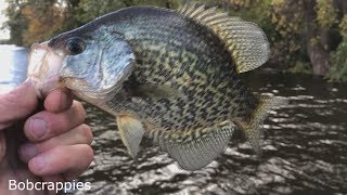 Mississippi river fall crappies and perch fishing [upl. by Kuehnel]