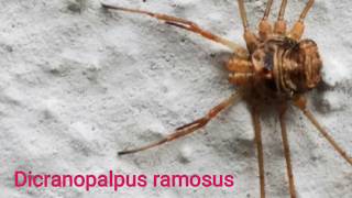 Dicranopalpus ramosus [upl. by Ibib698]