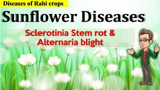 Diseases of Sunflower  Sclerotinia Stem rot and Alternaria Blight [upl. by Ydnih]