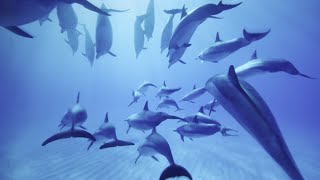 Pod of spinner dolphins filmed off Maui [upl. by Laira]