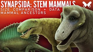 SYNAPSIDS StemMammals Size comparison and data Paleoart [upl. by Ogilvie583]