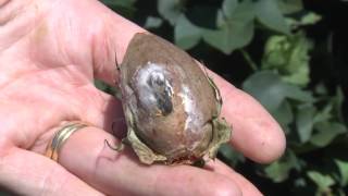 Sclerotinia in cotton [upl. by Pry]