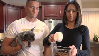 How To Feed Your Frenchie Puppy french bulldog  wKOCILLA [upl. by Lomasi]