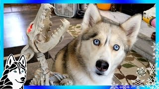 My Dog Reacts to Howling Bone Dog  Scary Halloween prank [upl. by Finkelstein]