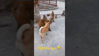 dog monkey fight 😂😂comedy funny [upl. by Javler926]