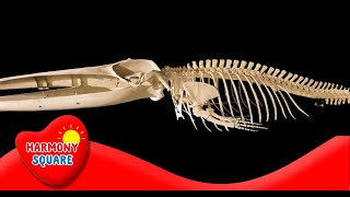 Introduction to Animal Skeletons  More Science on the Learning Videos Channel [upl. by Eusebio]