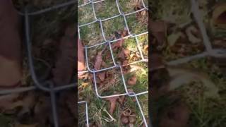 DIY Tip How to seam or splice chain link Fence together [upl. by Adelina]