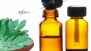 Sassafras oil and its Health Benefits [upl. by Ethben]