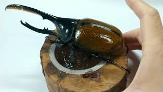 Giant Largest Dynastes Hercules beetle from south of America originColombia [upl. by Adamec]