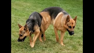 German Shepherd dogs engaged after playing [upl. by Rik]