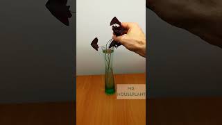 Oxalis Plant Propagation [upl. by Vitek]