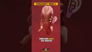 6 Weeks Pregnant  Baby Development pregnancy pregnancyjourney [upl. by Gleeson]