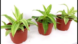 How to Propagate Callisia Fragrans Variegated Melnikoff in a Pot at Home Grow and Care [upl. by Karin]